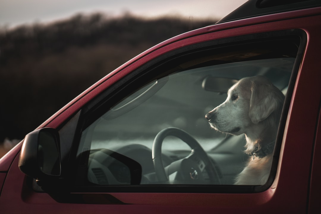 Can You Bring Pets in a Rented RV? Rules & Tips 2026